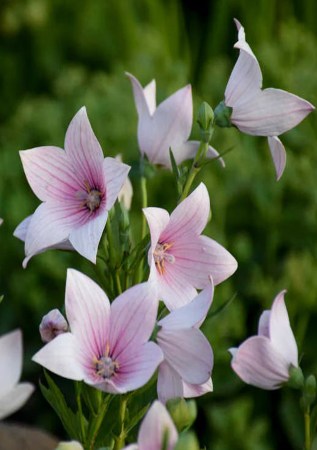 ПЛАТИКОДОН великоквітковий Astra Rosea